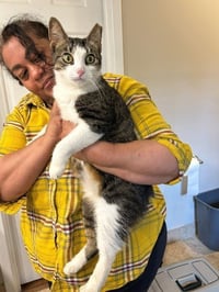 Ms. Maxie the Manx - Young, SWEET, beautiful! - Photo 3