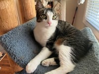 BETTY BOBTAIL -Beautiful! Sweet! BIG presence - Photo 7