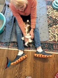 BETTY BOBTAIL -Beautiful! Sweet! BIG presence - Photo 5