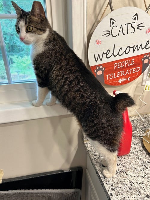 MS. MAXIE THE MANX - YOUNG, SWEET, BEAUTIFUL! - Manx available for adoption