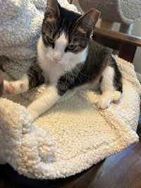 BETTY BOBTAIL -Beautiful! Sweet! BIG presence - Photo 8