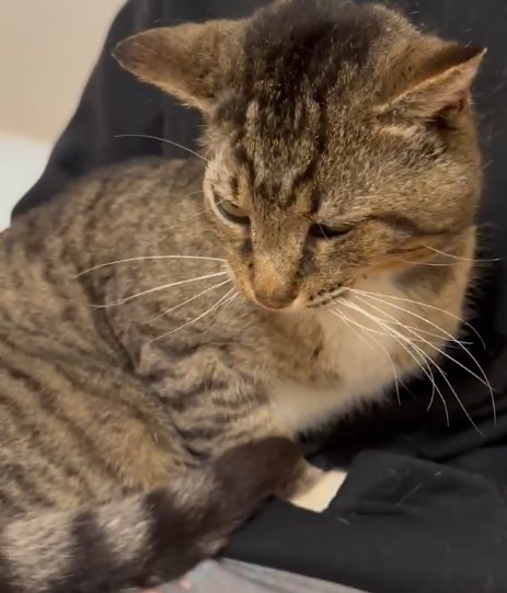 BIG LARRY - THE CHUCKLEHEADED SOFTIE - Tabby available for adoption