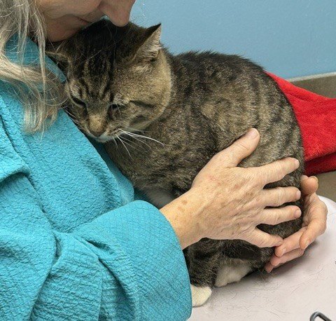 LARRY - JUST WANTS TO BE LOVED! - Tabby / American Shorthair available for adoption
