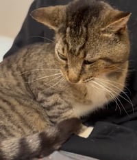 LARRY - Just Wants to be LOVED! - Photo 4
