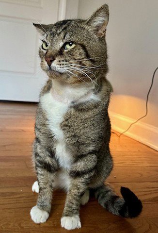 LARRY - JUST WANTS TO BE LOVED! - Tabby / American Shorthair available for adoption