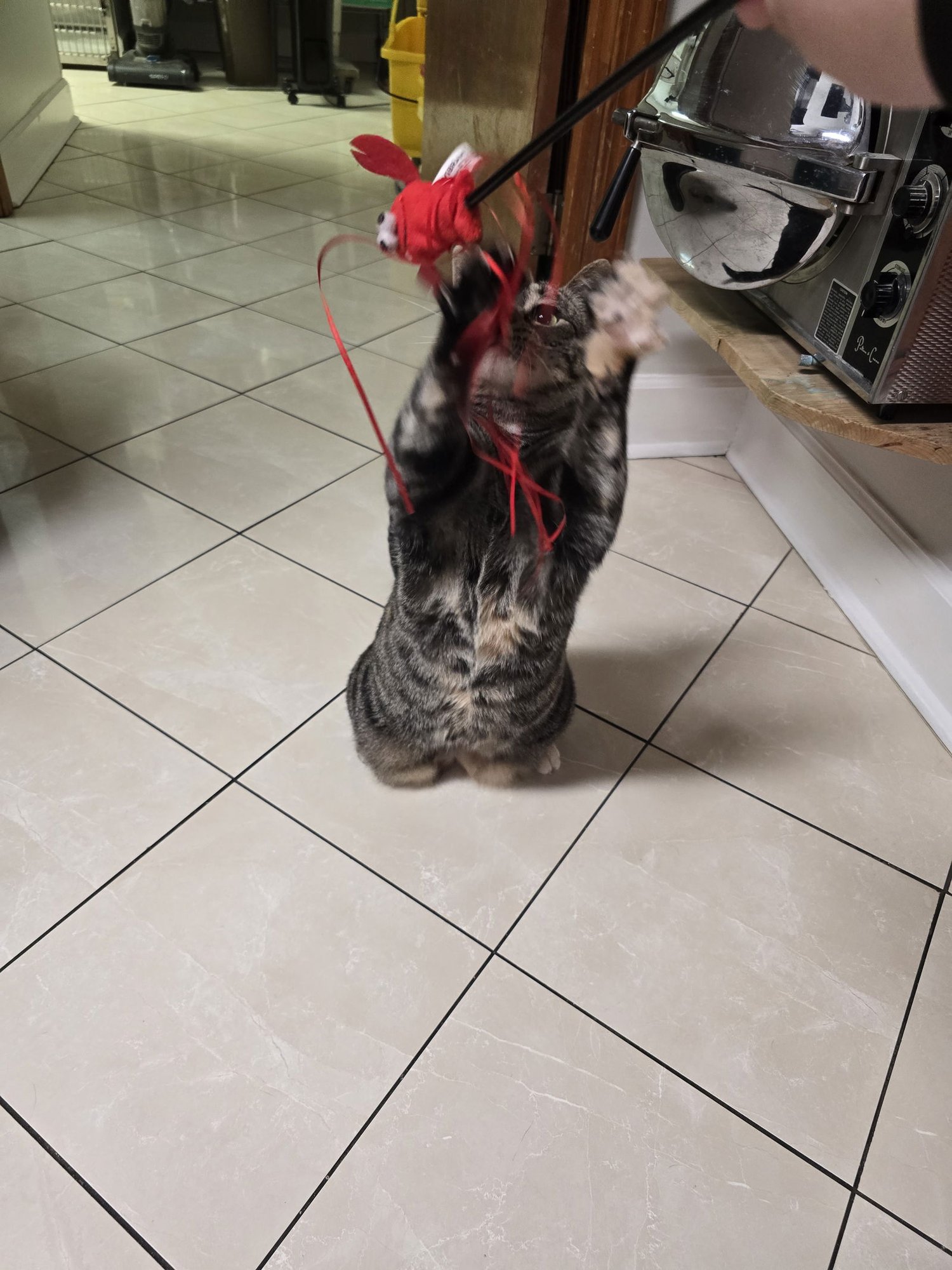 IVY - Tortoiseshell available for adoption