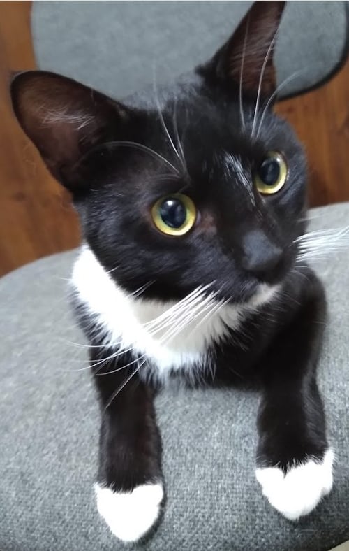 NICKY - PUTTING ON THE RITZ - Domestic Short Hair / American Shorthair for adoption in Atlanta