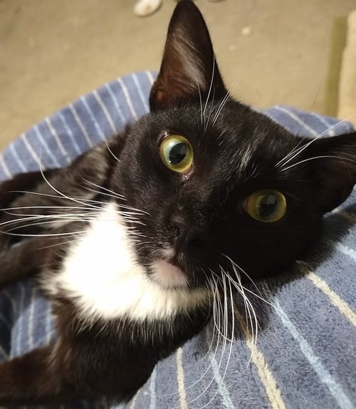 NICKY - PUTTING ON THE RITZ - Domestic Short Hair / American Shorthair available for adoption
