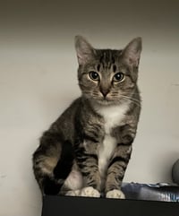 MAR "Shorty Pants" - $175/Mo. FOSTER!! - Photo 2