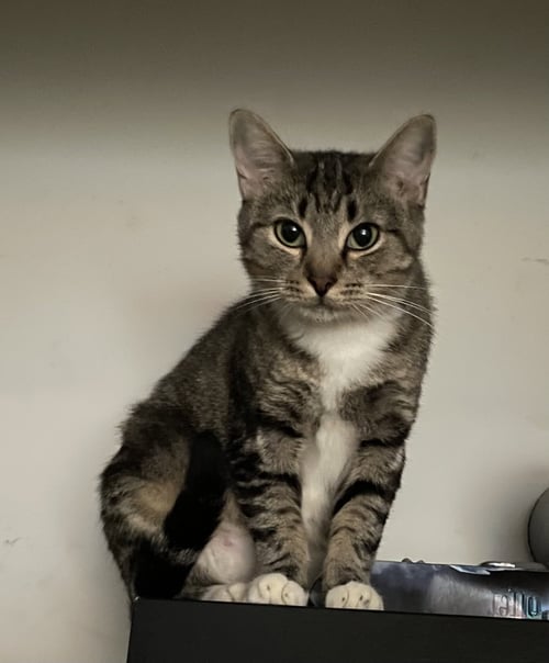 MARNIE - $150/MO. FOSTER!! PERM EVEN BETTER!! - Tabby / American Shorthair available for adoption