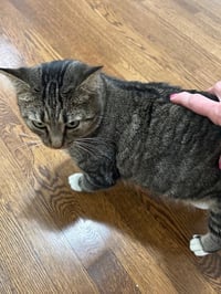 MAR "Shorty Pants" - $175/Mo. FOSTER!! - Photo 6