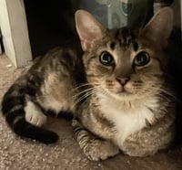 MAR "Shorty Pants" - $175/Mo. FOSTER!! - Photo 3