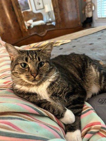 BARNIE GIRL "SHORTY PANTS" - $175/MO. FOSTER!! - Tabby / American Shorthair available for adoption