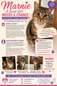 MAR "Shorty Pants" - $175/Mo. FOSTER!! - Photo 8