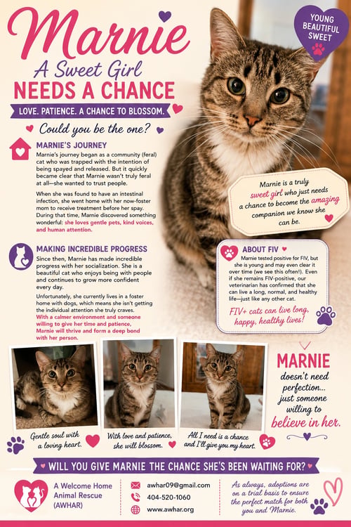 MARIE "SHORTY PANTS" - $175/MO. FOSTER!! - Tabby / American Shorthair available for adoption