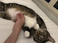MAR "Shorty Pants" - $175/Mo. FOSTER!! - Photo 9