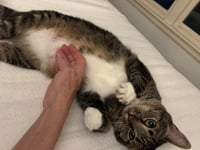 MAR "Shorty Pants" - $175/Mo. FOSTER!! - Photo 11