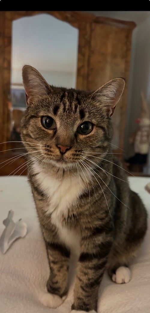 MARNIE - $150/MO. FOSTER!! PERM EVEN BETTER!! - Tabby / American Shorthair available for adoption
