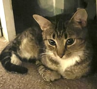 MAR "Shorty Pants" - $175/Mo. FOSTER!! - Photo 4