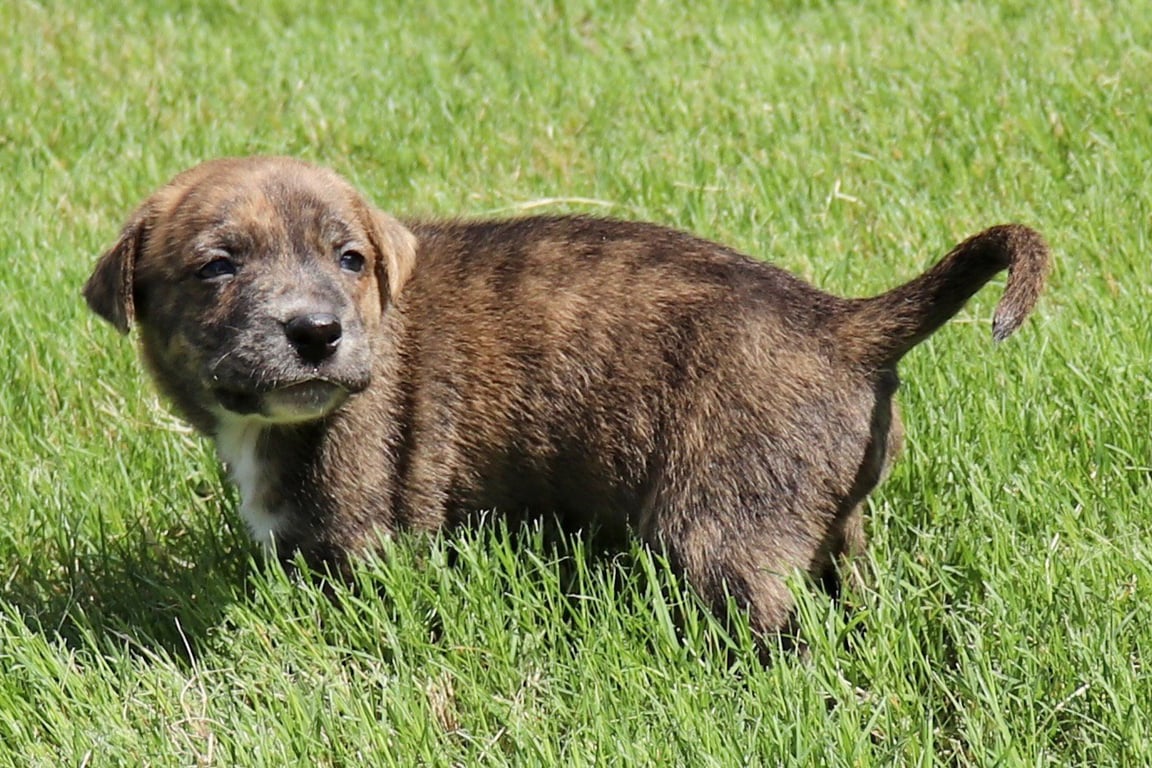 Zeus - Tiny God of Thunder Image