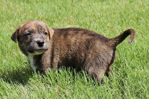 ZEUS - TINY GOD OF THUNDER - American Staffordshire Terrier / Labrador Retriever available for adoption