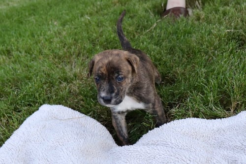 ZEUS - TINY GOD OF THUNDER - American Staffordshire Terrier / Labrador Retriever available for adoption