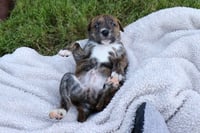 Zeus - Tiny God of Thunder - Photo 3