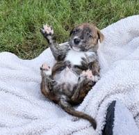 Zeus - Tiny God of Thunder - Photo 4