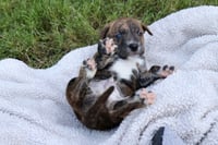 Zeus - Tiny God of Thunder - Photo 5