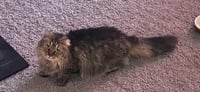 Maize - Beautiful Tabby - Feral/Semi-Feral Kitty - Photo 1