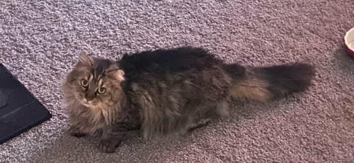 MAIZE - BEAUTIFUL TABBY - FERAL/SEMI-FERAL KITTY - Domestic Medium Hair / Dilute Tortoiseshell available for adoption
