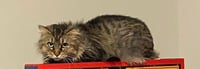 Maize - Beautiful Tabby - Feral/Semi-Feral Kitty - Photo 3