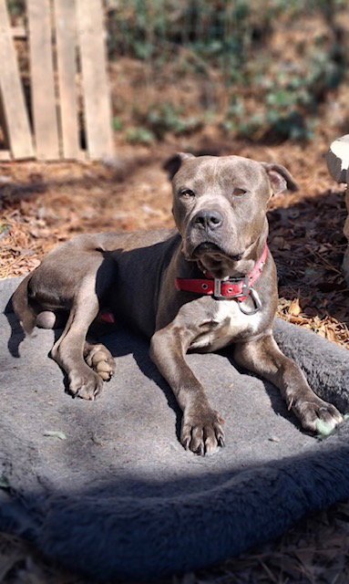 George - Survival to Safety! Not a mean bone. Image