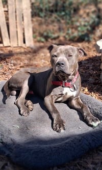 George - Survival to Safety! Not a mean bone. - Photo 1