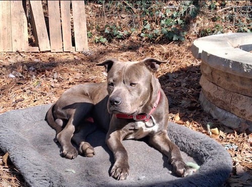 GEORGE - SURVIVAL TO SAFETY! NOT A MEAN BONE. - American Pit Bull Terrier / Bulldog available for adoption