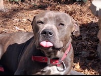 George - Survival to Safety! Not a mean bone. - Photo 2