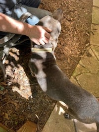 George - Survival to Safety! Not a mean bone. - Photo 11