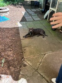 George - Survival to Safety! Not a mean bone. - Photo 12