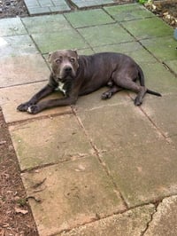 George - Survival to Safety! Not a mean bone. - Photo 13