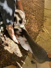 George - Survival to Safety! Not a mean bone. - Photo 14