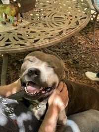 George - Survival to Safety! Not a mean bone. - Photo 3