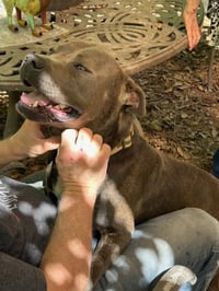 George - Survival to Safety! Not a mean bone. - Photo 4