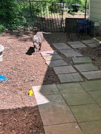 Georgie Boy - Survival to Safety! Not a mean bone. - Photo 10