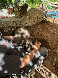 George - Survival to Safety! Not a mean bone. - Photo 6