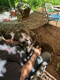 George - Survival to Safety! Not a mean bone. - Photo 7