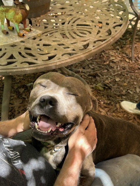 GEORGE - SURVIVAL TO SAFETY! NOT A MEAN BONE. - American Pit Bull Terrier / Bulldog available for adoption