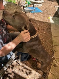 George - Survival to Safety! Not a mean bone. - Photo 9