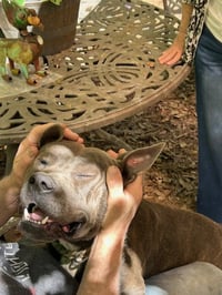 Georgie Boy - Survival to Safety! Not a mean bone. - Photo 8