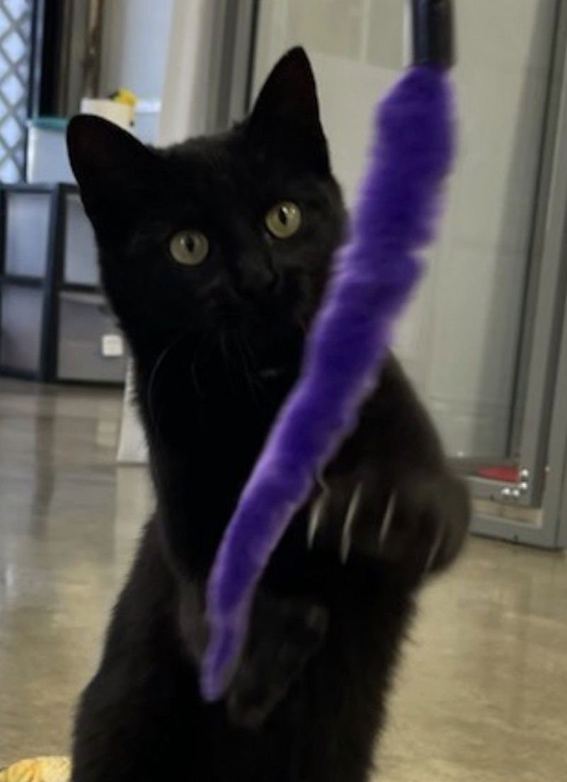 MINKY - SMALL KITTEN/CAT, BIG INSPIRATION - Bombay / American Shorthair available for adoption