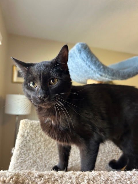 MINKY - SMALL KITTEN/CAT, BIG INSPIRATION - Bombay / American Shorthair available for adoption